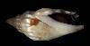 Strombus dentatus