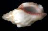 Strombus haelastoma