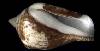 Strombus maculatus