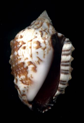Strombus pipus