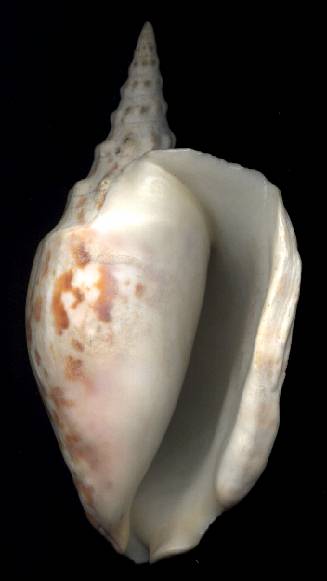 Strombus thersites