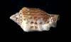 Strombus mutabilis f. zebriolatus