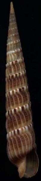 Terebra amoena