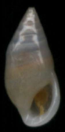Zebina tridentata