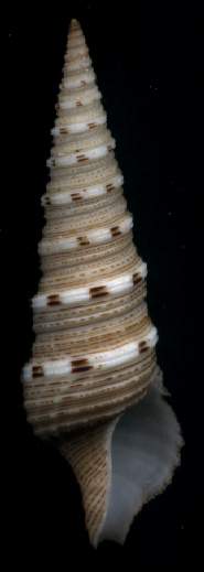 Xenuroturris cingulifera