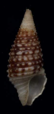 Turridrupa weaveri