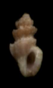 Turridae sp.
