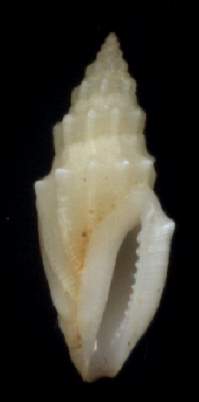 Turridae sp.