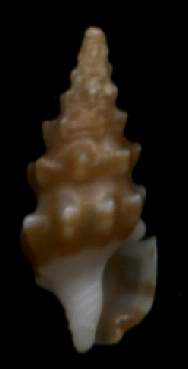Clavus laetus
