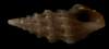 Clavus bilineatus