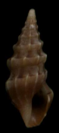 Clavus bilineatus