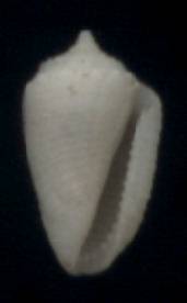 Eucithara souverbiei