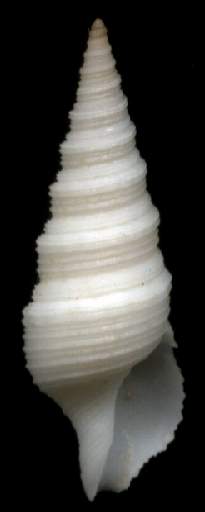 Xenoturris sp.