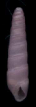 Tibersyrnola rubra