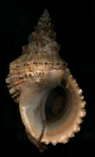 Tutufa bubo