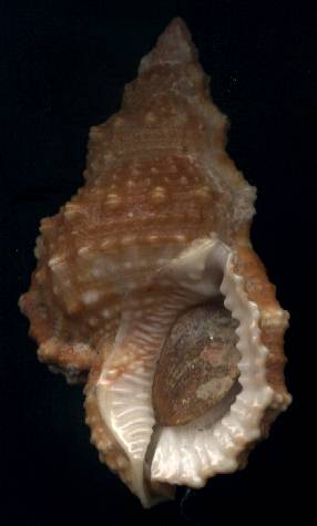 Bursa granularis ssp. granularis