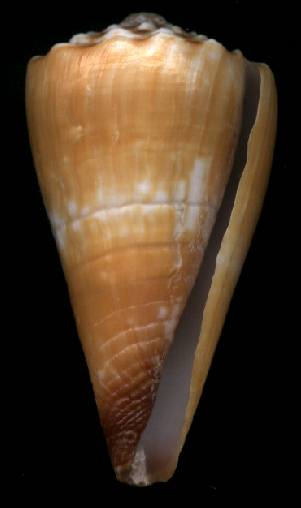 Conus distans