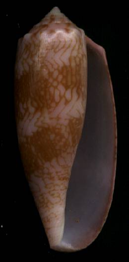 Conus eldredi