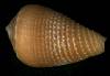 Conus frigidus