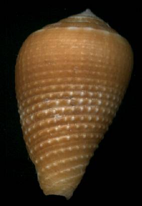 Conus frigidus