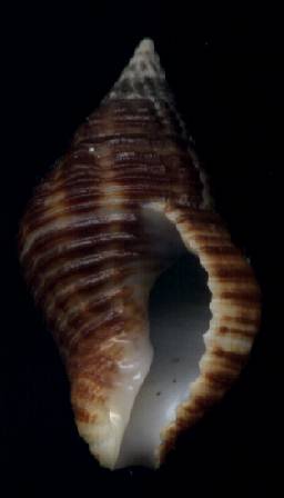 Cantharus fumosus