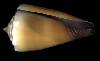 Conus muriculatus