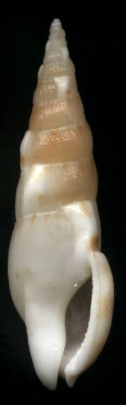 Colubraria nitidula