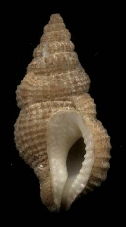 Colubraria cumingii