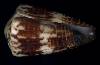 Conus vitulinus
