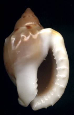 Casmaria ponderosa