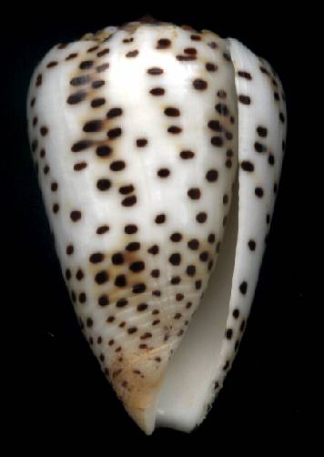 Conus pulicarius