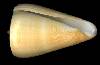 Conus quercinus