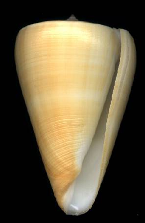 Conus quercinus