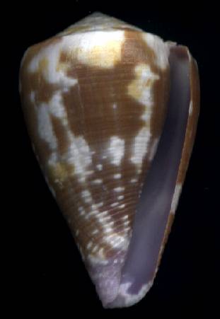 Conus rattus
