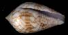 Conus retifer