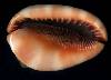 Cypraeacassis rufa