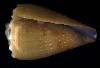 Conus sanguinolentus
