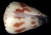 Conus sponsalis