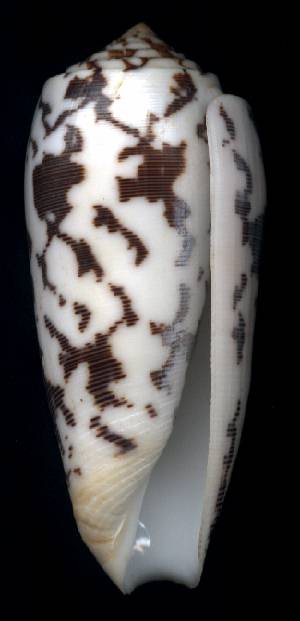 Conus striatus