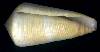 Conus terebra