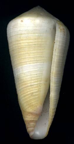 Conus terebra