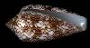 Conus textile