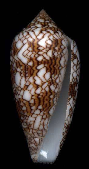 Conus textile