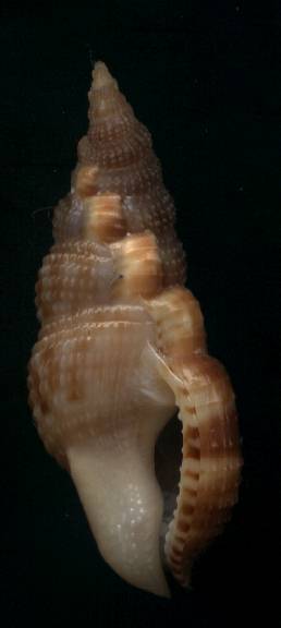 Colubraria tortuosa