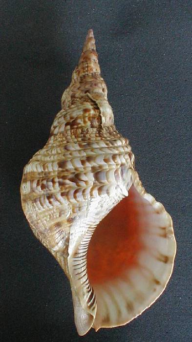 Charonia tritonis tritonis