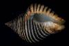 Cantharus undosus