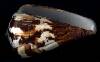 Conus vexillum
