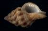 Cantharus wagneri