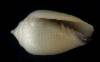Imbricaria conovula
