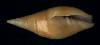 Mitra acuminata